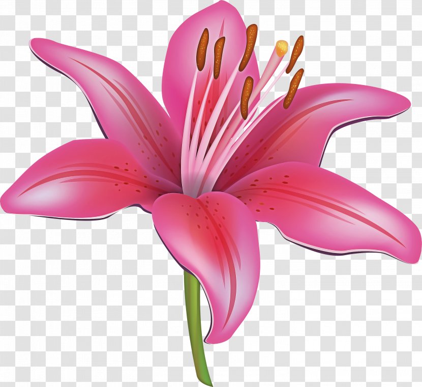 Flowering Plant Lily Petal Flower Pink - Daylily Family Transparent PNG