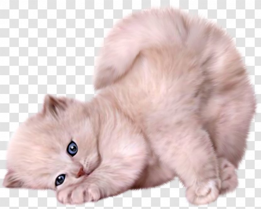Persian Cat Siamese Himalayan Kitten Puppy - Ragdoll - Cats Transparent PNG