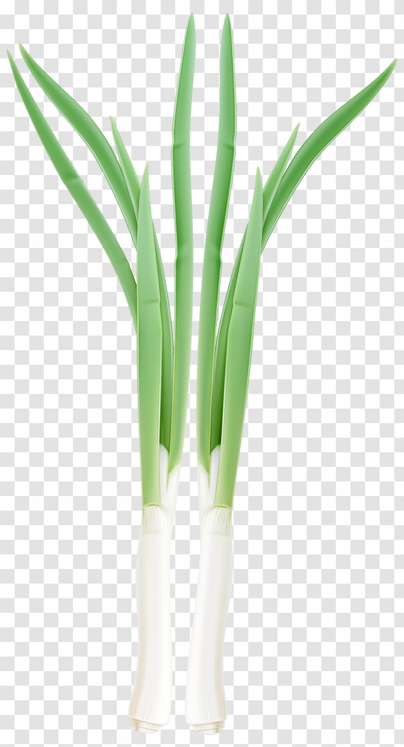 Leek Welsh Onion Vegetable Calçot Scallion - Plant - Allium Chives Transparent PNG