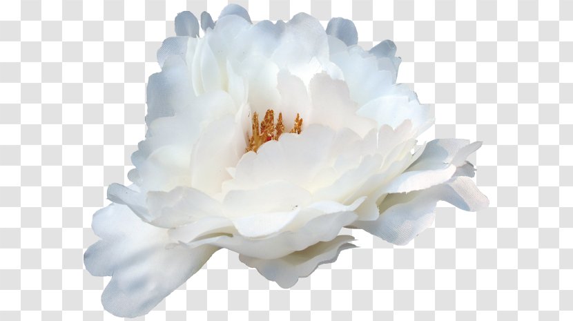 Peony Rose Family Sky Plc Transparent PNG