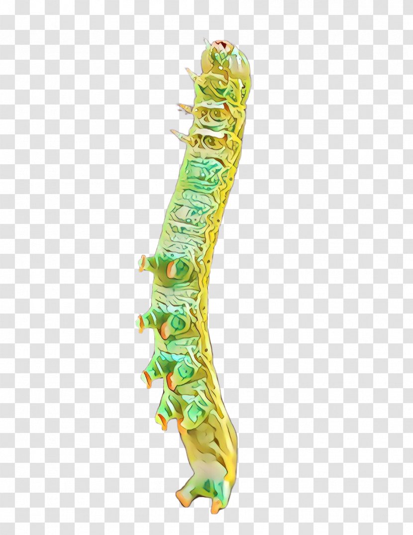 Caterpillar Larva Insect Transparent PNG