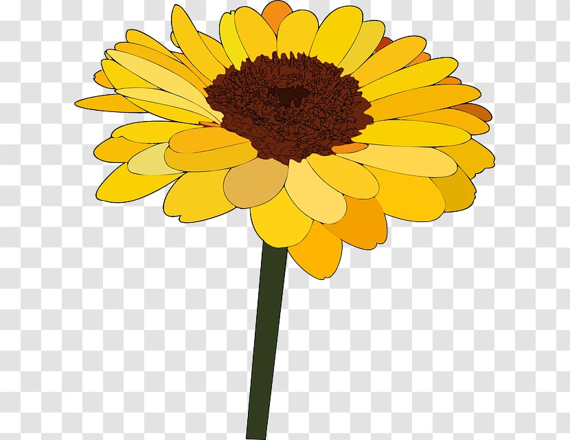 Common Sunflower Cartoon Drawing Clip Art - Daisy - Blooming Sunflowers  Transparent PNG