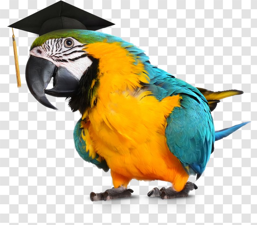 Parrot Blue-and-yellow Macaw Talking Bird - Perico Transparent PNG