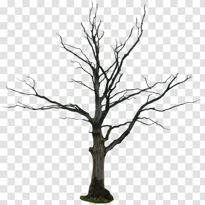 Drawing Tree Branch Line Art Clip - Photography Transparent PNG