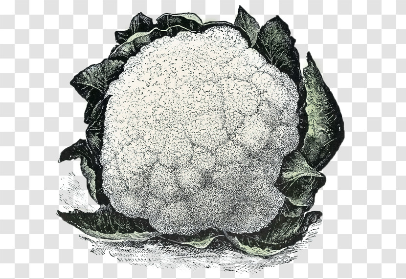 Cauliflower Transparent PNG