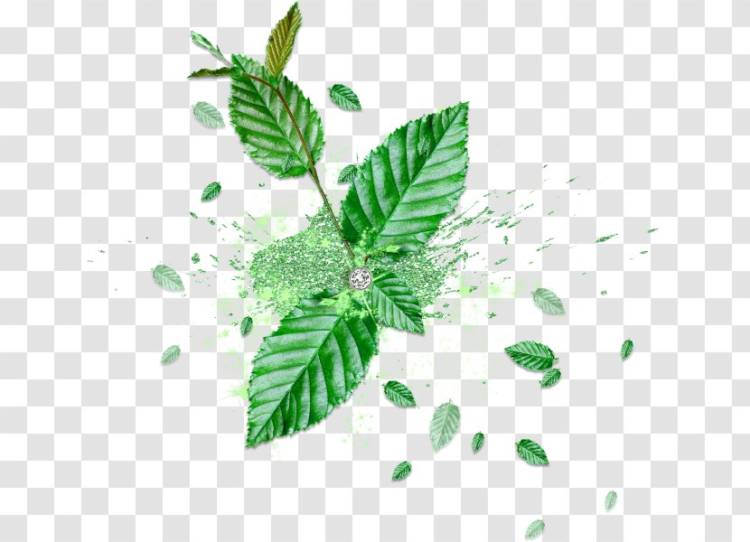 Leaf Green Blog - Plant - Mint Transparent PNG