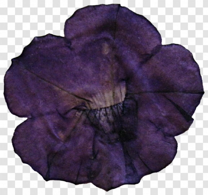 Petal Violet Leaf Family Violaceae Transparent PNG