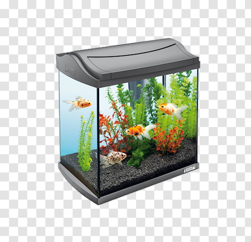 Siamese Fighting Fish Goldfish Aquarium Filters Tetra Transparent PNG