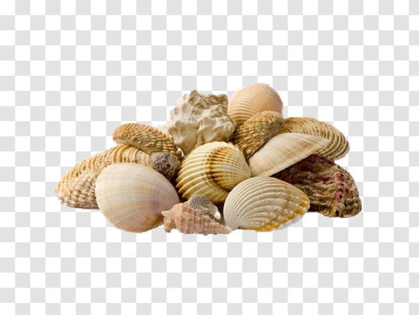 Eggo Estetica & Spa Mussel Cockle Stock Photography Image - Seashell Transparent PNG