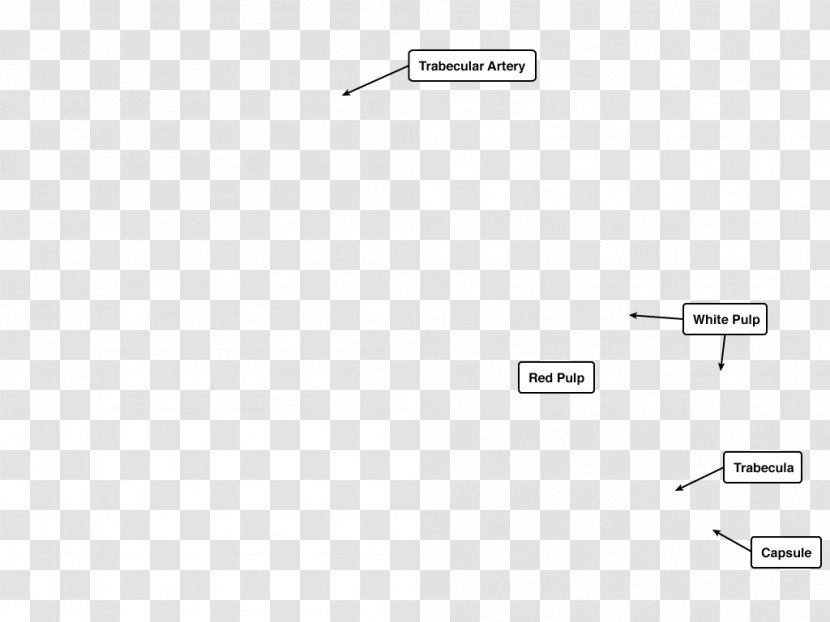 Document Line Angle Brand - Rectangle - Immune System Transparent PNG