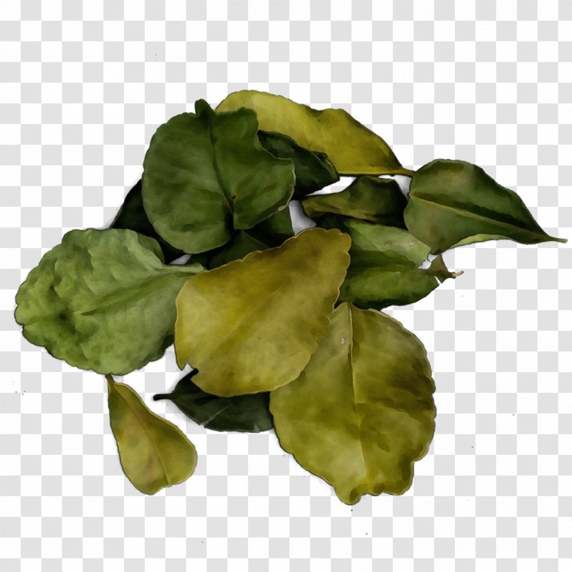 Flower Leaf Plant Petal Basil - Watercolor - Herb Transparent PNG