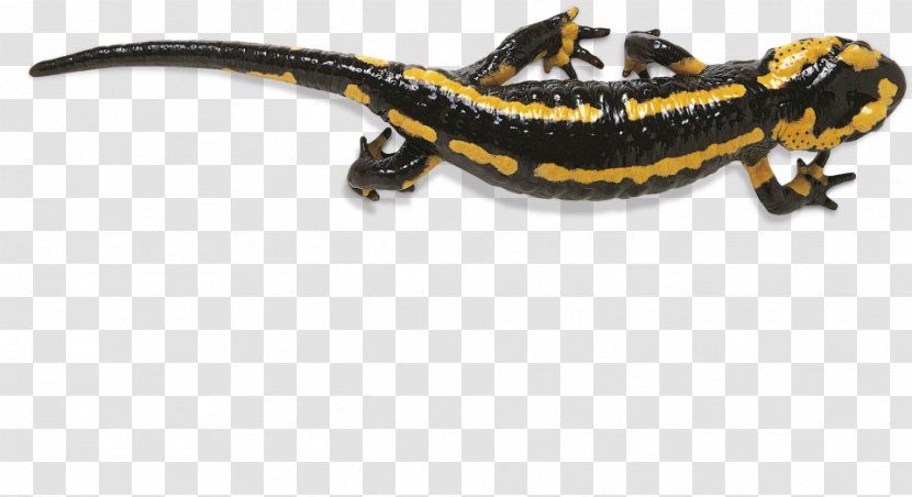 Fire Salamander Reptile Newt Frog - Salamandra - Amphibian Transparent PNG
