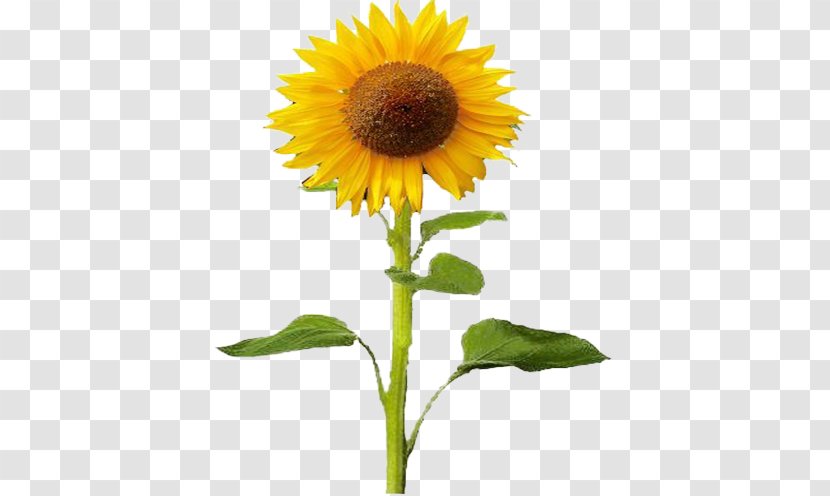 Common Sunflower Plant Seed - Sunflowers Transparent PNG