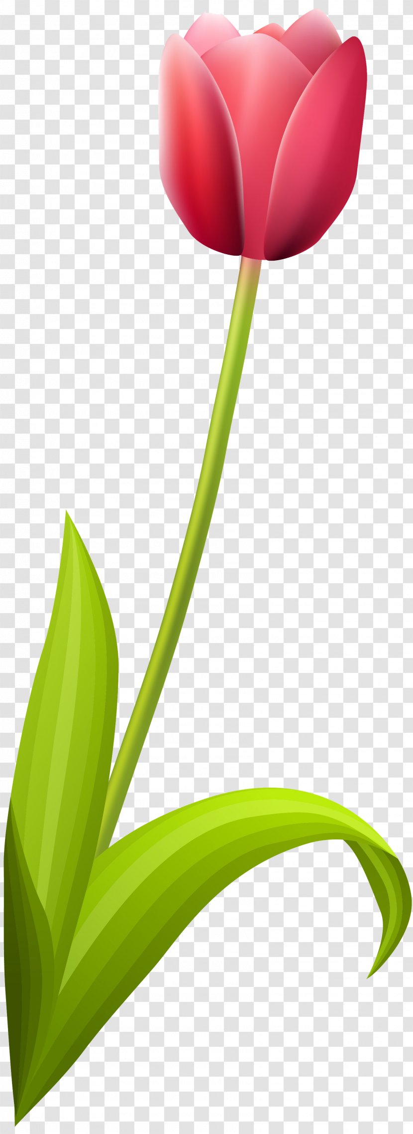 Tulip Petal Plant Stem Leaf - 123 Transparent PNG