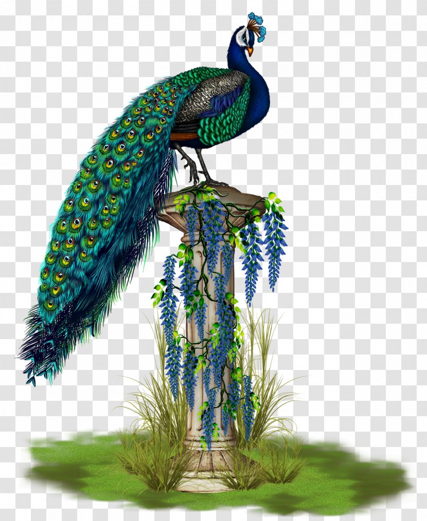 Bird Phasianidae Peafowl Feather Beak - Peacock Transparent PNG