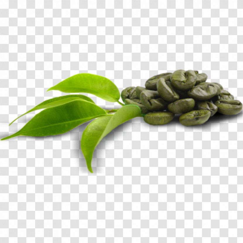 Green Coffee Extract Dietary Supplement Bean - Food - Beans Transparent PNG