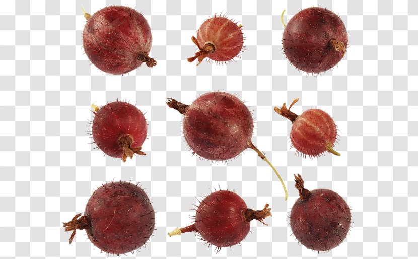 Gooseberry Chestnut - Food Transparent PNG