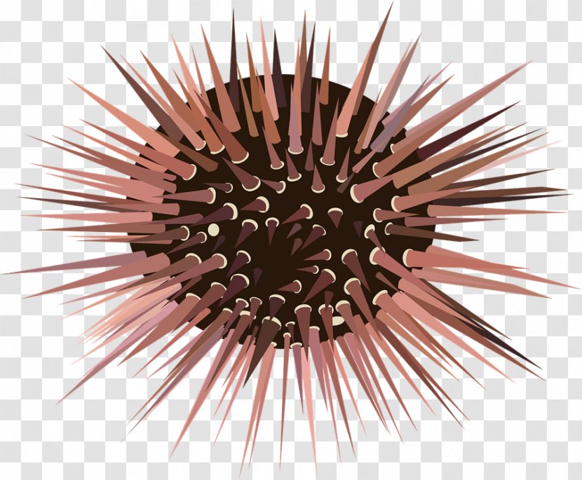 Sea Urchin Hedgehog Spine Clip Art - Ocean Transparent PNG