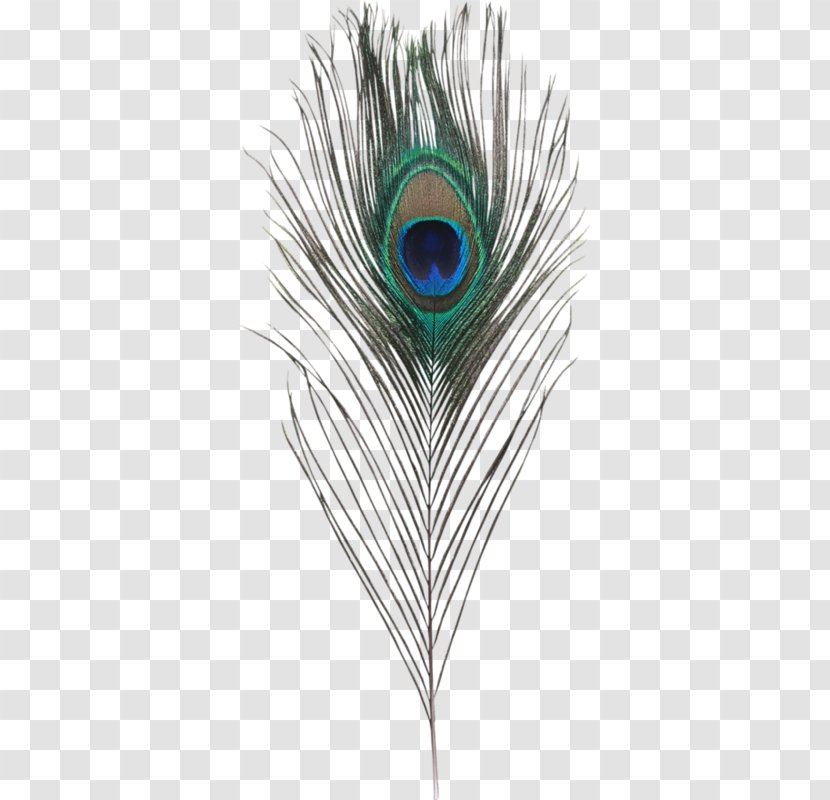 Feather Clip Art - Peafowl - Peacock Feathers Transparent PNG