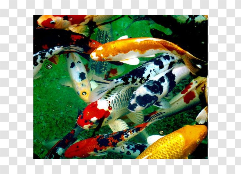 Koi Pond Fish Carp - Typical Carps Transparent PNG