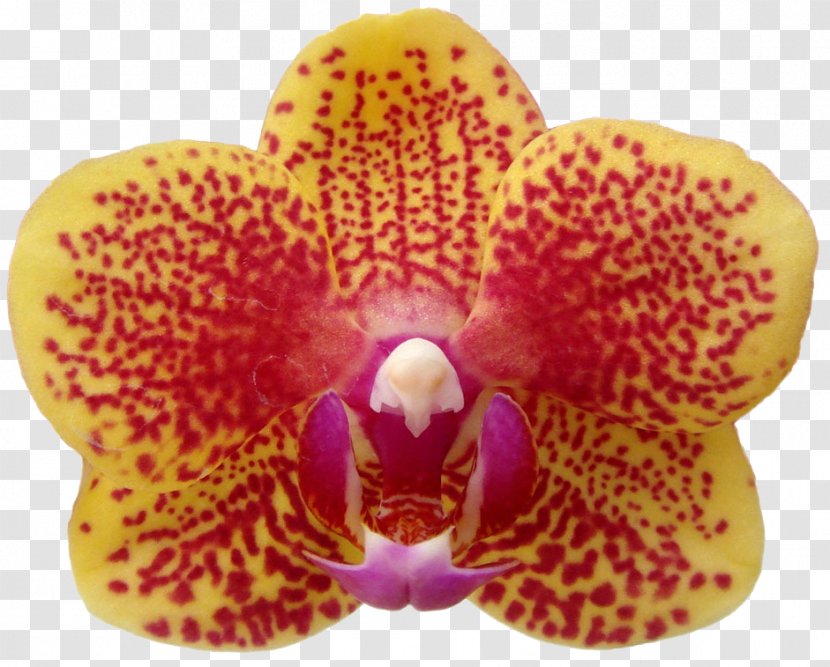 Moth Orchids Close-up - Maruko Transparent PNG