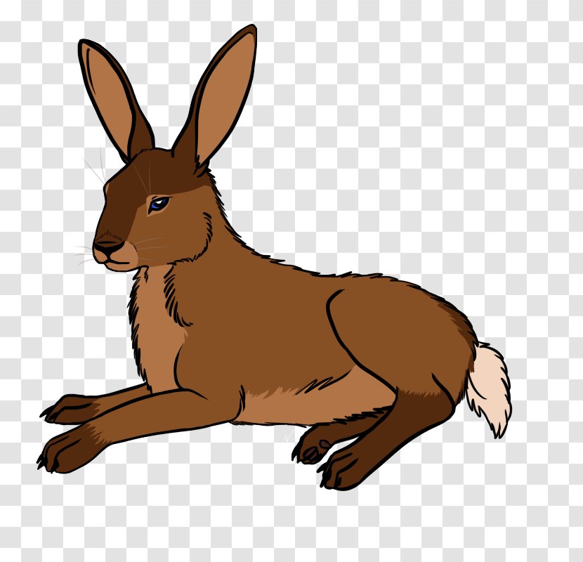 Domestic Rabbit Hare Macropodidae Kangaroo - Animal Transparent PNG
