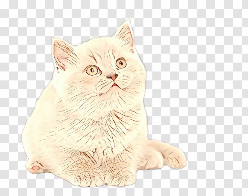 Cat Small To Medium-sized Cats Whiskers Persian Kitten Transparent PNG