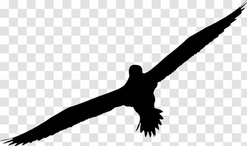 Bird Beak Wing Kite Transparent PNG