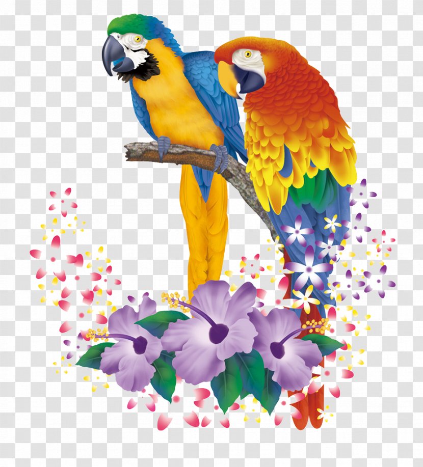 Cartoon Animation - Illustration - Hand-painted Parrot Pattern Transparent PNG