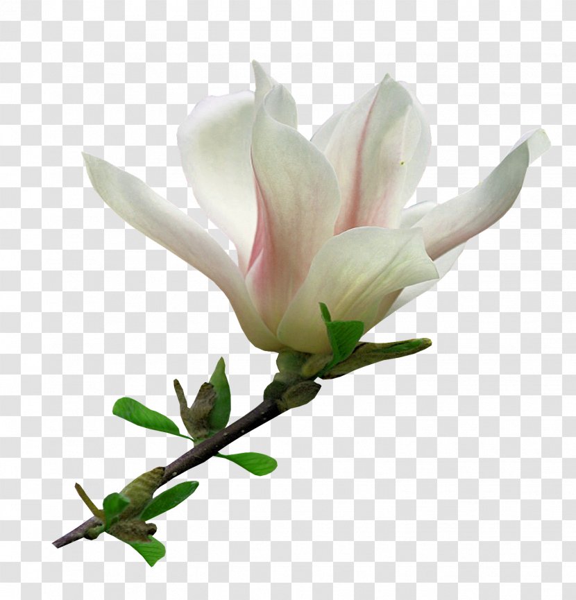 Flower Blog Clip Art - Magnolia Transparent PNG