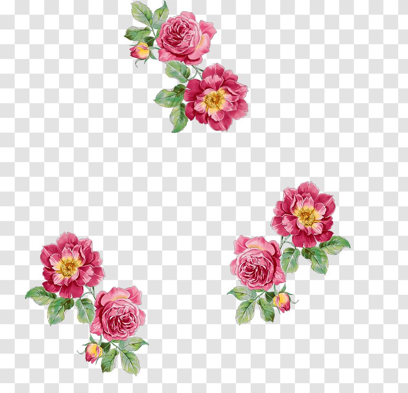 Taobao Price Goods Product Trade Catalogue - Garden Roses - Bindweed Outline Transparent PNG