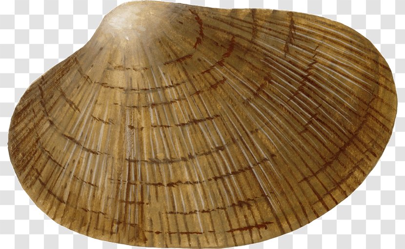 Cockle Wood /m/083vt - Clams Oysters Mussels And Scallops Transparent PNG