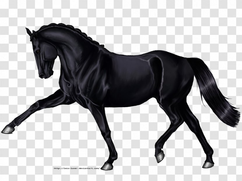 Hanoverian Horse Arabian Andalusian Black Drawing - Painting Transparent PNG