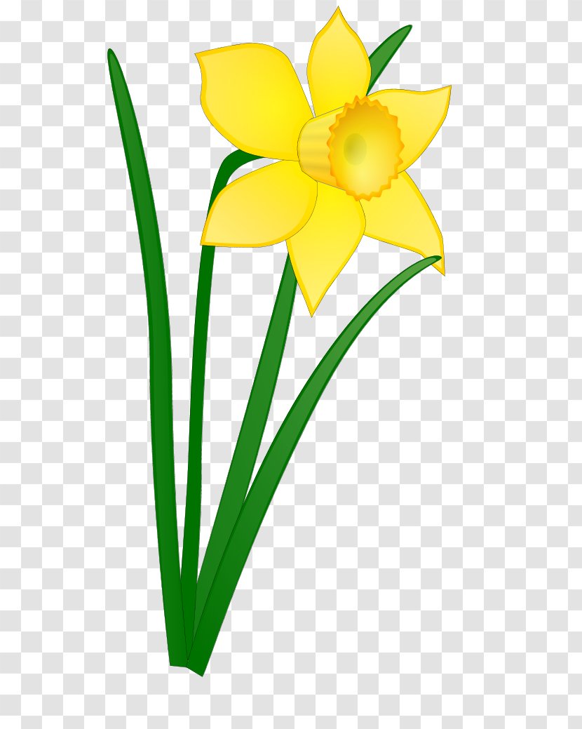 Daffodil Flower Clip Art - Drawing Transparent PNG