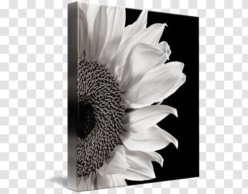 Black And White Photography Art - Flower Transparent PNG