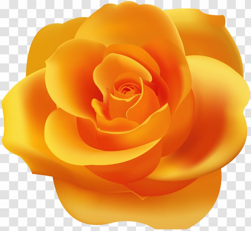 Garden Roses Yellow Wallpaper - Pink - Orange Rose Clip Art Transparent PNG