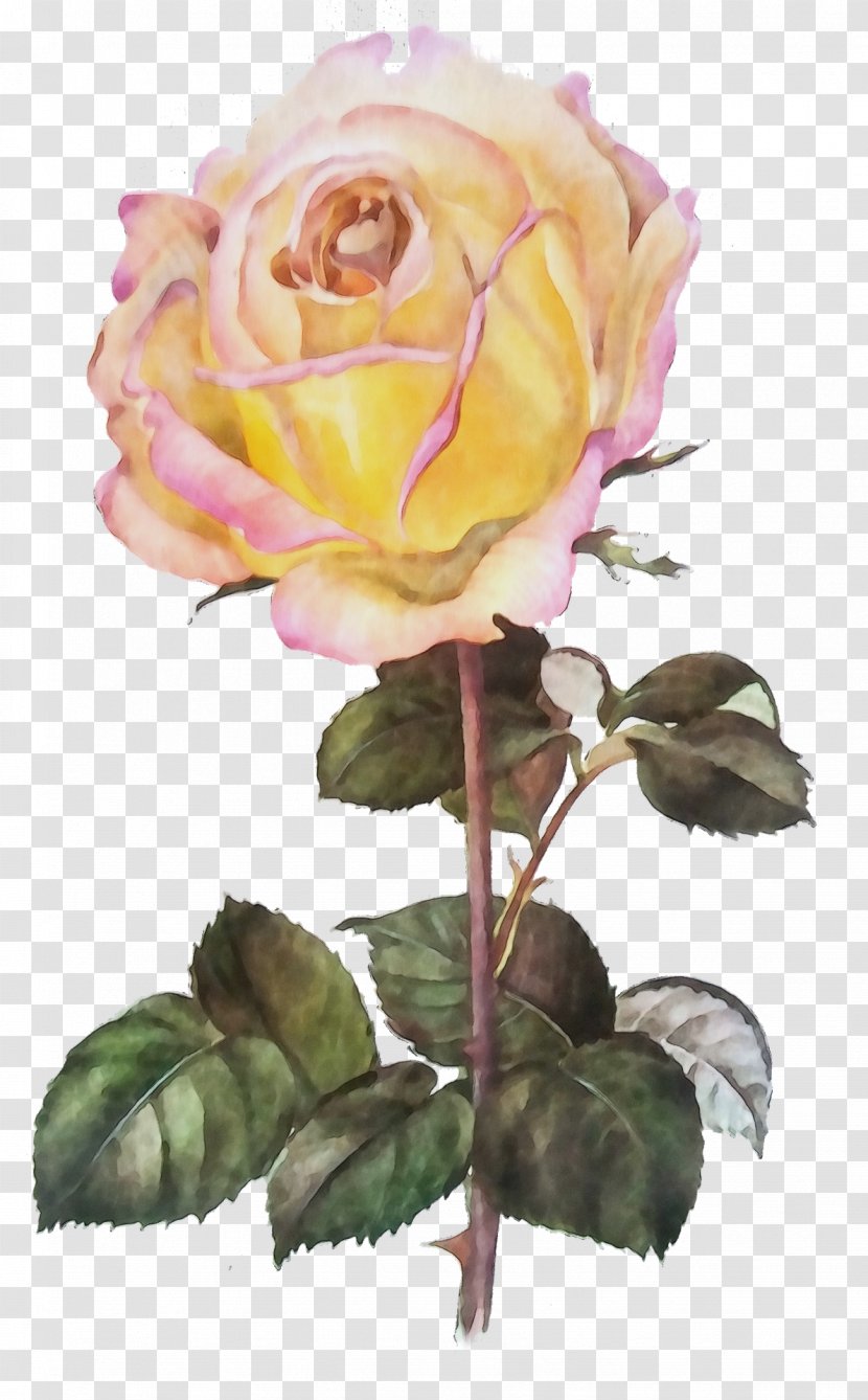 Garden Roses - Paint - Rose Family Hybrid Tea Transparent PNG