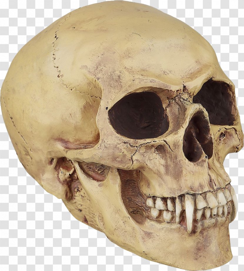 Human Skull Symbolism Bone Vampire Tooth - Skeleton Transparent PNG
