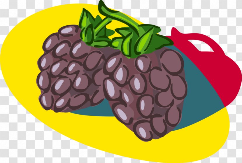 Natural Foods Blackberry Student - Berry - Vector Transparent PNG