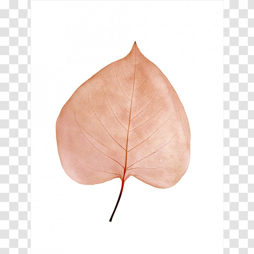 Leaf Peach - Watercolor Transparent PNG