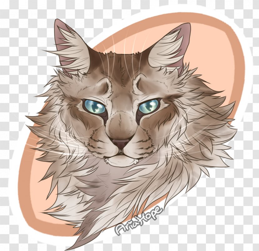 Wildcat Drawing Kitten Whiskers - Face - Sparrow Transparent PNG