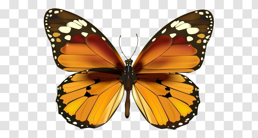 Monarch Butterfly - Viceroy - Pieridae Pollinator Transparent PNG