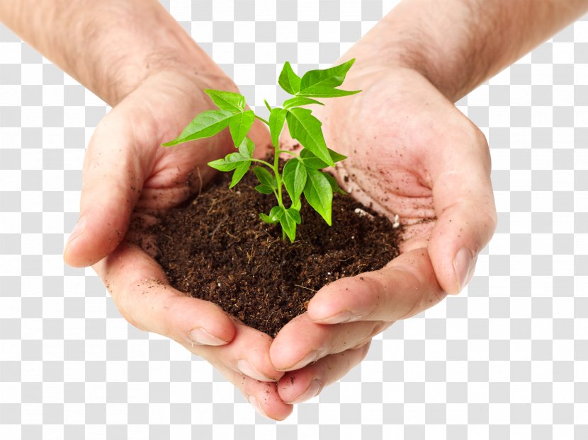 Soil Seedling Sprouting Stock Photography Bud - Herb - Holding Plant Transparent PNG
