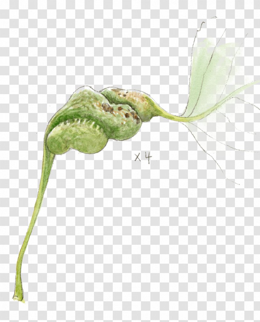 Leaf Gall Bud Plant Stem Petiole - Populus Nigra Transparent PNG