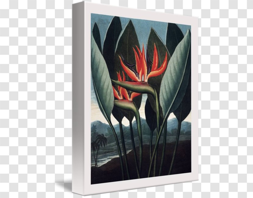 The Temple Of Flora Botany Botanical Illustration Canvas Print - Modern Art - Bird Paradise Transparent PNG