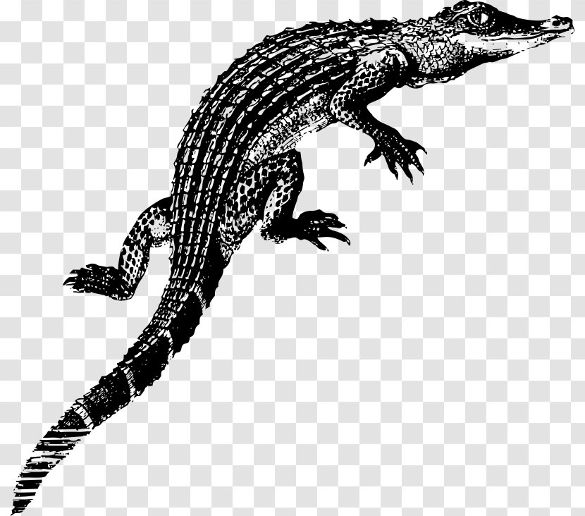 Alligator Infant Crocodile T-shirt Clip Art - Presentation Transparent PNG
