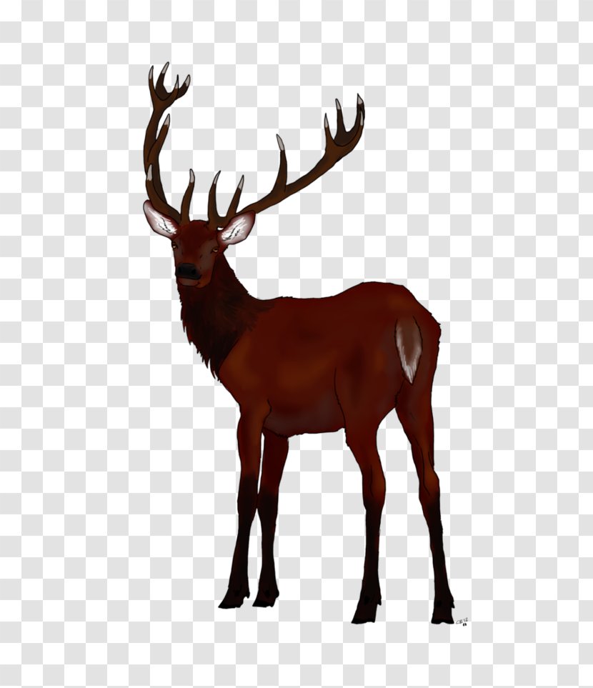 Reindeer Red Deer Elk White-tailed - Horn Transparent PNG
