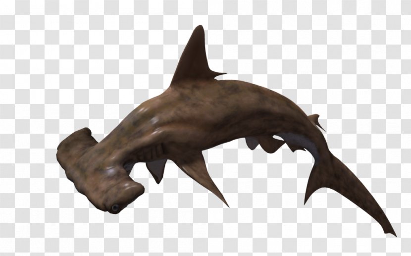 Hammerhead Shark - Fauna - Pic Transparent PNG