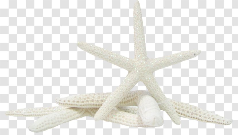 Starfish Clip Art Image Psd - Data Transparent PNG