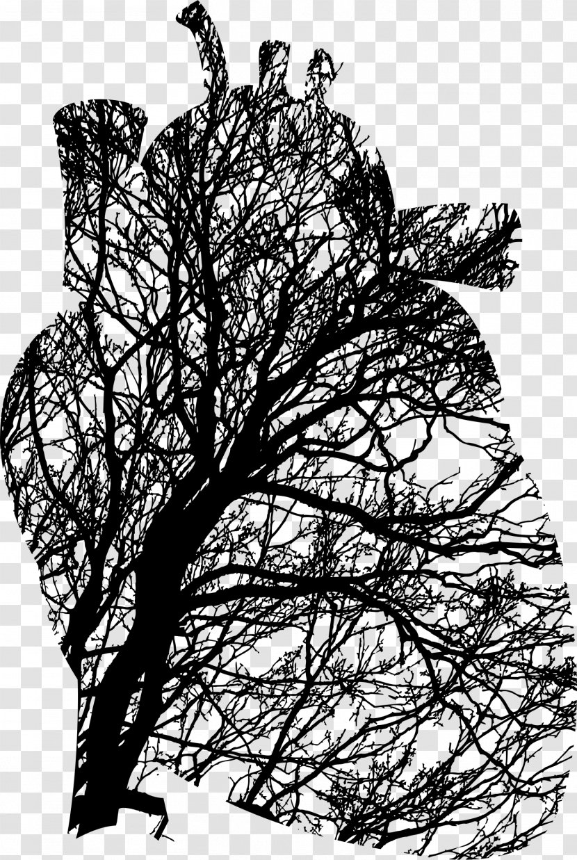 Tree Branch Biology Clip Art - Visual Arts - Heart Transparent PNG